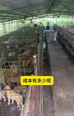 邯郸肉狗养殖基地,选址要点,管理技巧 邯郸肉狗养殖基地,选址要点,管理技巧