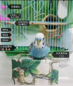 安徽鹦鹉养殖场,挑选靠谱场地,掌握饲养技巧 安徽鹦鹉养殖场,挑选靠谱场地,掌握饲养技巧