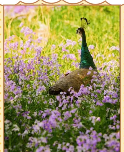 石家庄孔雀养殖基地,了解养殖要点,掌握市场前景 石家庄孔雀养殖基地,了解养殖要点,掌握市场前景