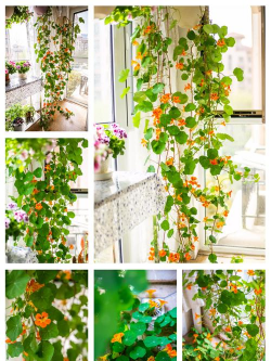 旱金莲养殖全解,轻松上手,花开满盆 旱金莲养殖全解,轻松上手,花开满盆