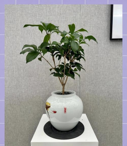 桂花树怎么种植,选对时间地点,轻松上手开花 桂花树怎么种植,选对时间地点,轻松上手开花