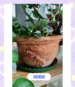 煤渣怎么处理可以养花,简单几步变废为宝,让植物长得更好 煤渣怎么处理可以养花,简单几步变废为宝,让植物长得更好