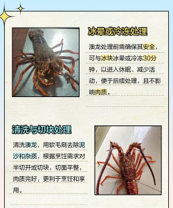 大龙虾的养殖方法,掌握关键步骤,实现高效养殖 大龙虾的养殖方法,掌握关键步骤,实现高效养殖