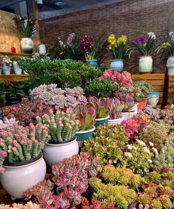 洛阳花卉市场,品种丰富多样,选购攻略分享 洛阳花卉市场,品种丰富多样,选购攻略分享