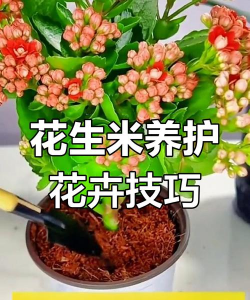 养花生意,新手入门,轻松上手 养花生意,新手入门,轻松上手