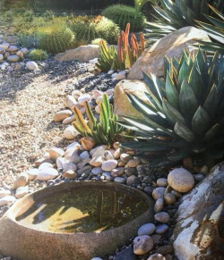 石头上养花,创意种植法,打造独特小景 石头上养花,创意种植法,打造独特小景