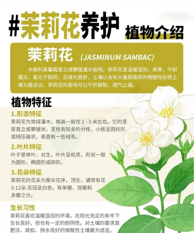 养花花卉,新手入门指南,轻松打造小花园 养花花卉,新手入门指南,轻松打造小花园