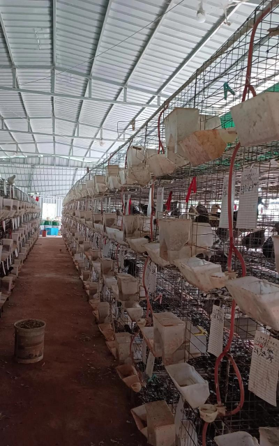 肉鸽养殖场招聘夫妻工,工作稳定,待遇优厚 肉鸽养殖场招聘夫妻工,工作稳定,待遇优厚