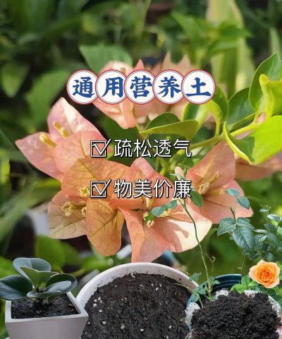烧土养花,改善土壤,提升植物生长 烧土养花,改善土壤,提升植物生长