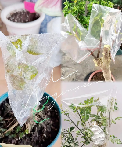 养花套袋,保湿保温,提高成活率 养花套袋,保湿保温,提高成活率