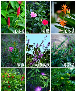 常见花卉名称,轻松识别,美化生活 常见花卉名称,轻松识别,美化生活