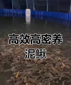 高密度工厂化养殖泥鳅,技术要点解析,效益提升关键 高密度工厂化养殖泥鳅,技术要点解析,效益提升关键