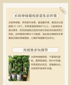 太阳神绿植的养殖方法,轻松掌握技巧,让它茁壮成长 太阳神绿植的养殖方法,轻松掌握技巧,让它茁壮成长