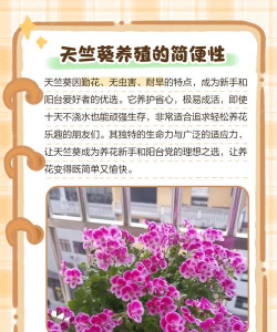 香叶天竺葵的养殖方法,轻松上手,花开满盆 香叶天竺葵的养殖方法,轻松上手,花开满盆