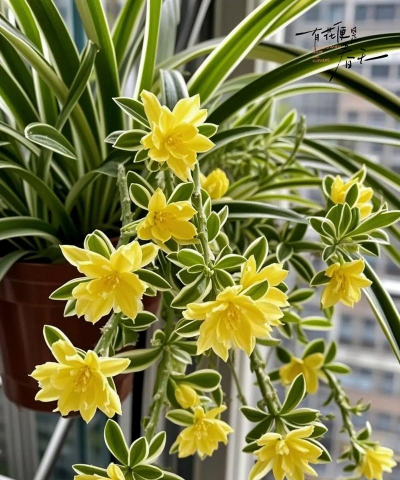 有香味的花卉,提升居家氛围,带来自然芬芳 有香味的花卉,提升居家氛围,带来自然芬芳