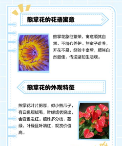 熊顿养花记,新手入门指南,轻松打造小花园 熊顿养花记,新手入门指南,轻松打造小花园