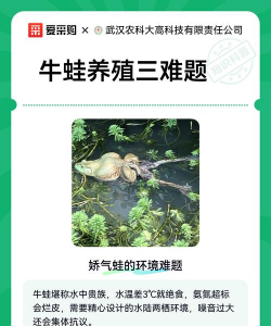 养殖的牛蛙有裂头蚴吗,感染风险分析,安全食用建议 养殖的牛蛙有裂头蚴吗,感染风险分析,安全食用建议