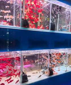 花卉市场几点关门,掌握营业时间,避免白跑一趟 花卉市场几点关门,掌握营业时间,避免白跑一趟