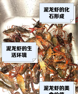 4平方水泥池养殖龙虾,空间利用技巧,新手入门指南 4平方水泥池养殖龙虾,空间利用技巧,新手入门指南