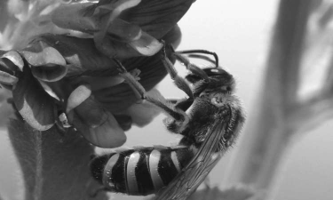 大黑蜂养殖全过程视频,新手入门指南,常见问题解答 大黑蜂养殖全过程视频,新手入门指南,常见问题解答