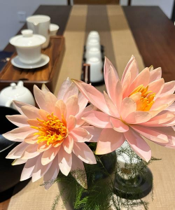 泡过的茶叶养花,废物利用,简单又环保 泡过的茶叶养花,废物利用,简单又环保