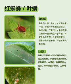 花卉害虫,常见种类识别,有效防治方法 花卉害虫,常见种类识别,有效防治方法