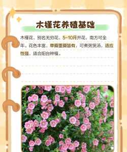 小木槿的养殖方法和注意事项,轻松上手,花开不断 小木槿的养殖方法和注意事项,轻松上手,花开不断