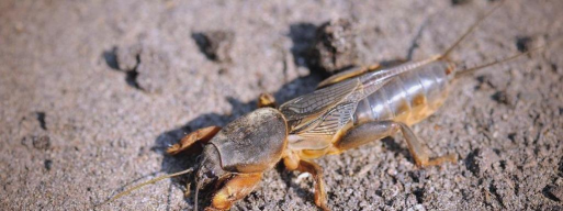 蝼蛄养殖一年大概收入,成本投入分析,利润空间探讨 蝼蛄养殖一年大概收入,成本投入分析,利润空间探讨