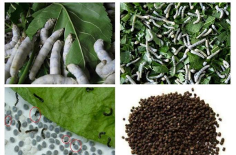 蚕沙养花,天然肥料,养花效果实测 蚕沙养花,天然肥料,养花效果实测