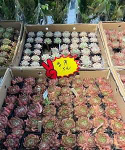 网上买花卉,挑选靠谱店铺,避开常见陷阱 网上买花卉,挑选靠谱店铺,避开常见陷阱