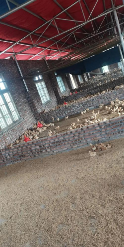 养殖场地,选址很关键,建设有讲究 养殖场地,选址很关键,建设有讲究