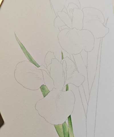 水彩花卉线稿,轻松上手技巧,画出灵动花朵 水彩花卉线稿,轻松上手技巧,画出灵动花朵