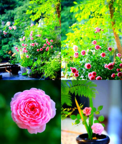 养花的人生,享受慢生活,感受自然之美 养花的人生,享受慢生活,感受自然之美