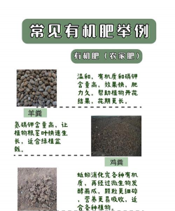 无机肥养花,提升生长效率,避免常见误区 无机肥养花,提升生长效率,避免常见误区