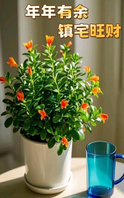 家夏季养花,避开高温难题,轻松养活绿植 家夏季养花,避开高温难题,轻松养活绿植