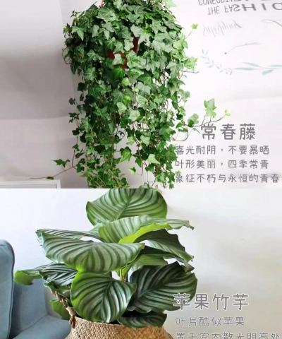 室内养花大全,新手入门指南,轻松打造绿意空间 室内养花大全,新手入门指南,轻松打造绿意空间