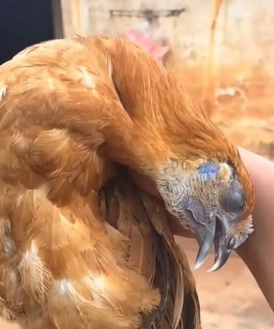 养殖土鸡,掌握关键技巧,提升养殖效益 养殖土鸡,掌握关键技巧,提升养殖效益