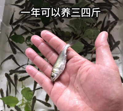 养殖鱼苗,选对品种,掌握关键技巧 养殖鱼苗,选对品种,掌握关键技巧