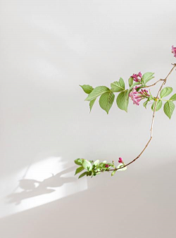 花卉摄影技巧,捕捉自然之美,提升作品质感 花卉摄影技巧,捕捉自然之美,提升作品质感