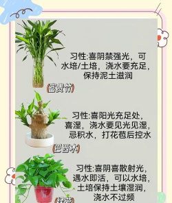 家养花卉图片及名称,轻松识别,美化家居 家养花卉图片及名称,轻松识别,美化家居