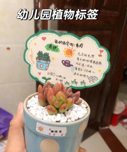 养花标签,新手必备,轻松管理植物 养花标签,新手必备,轻松管理植物