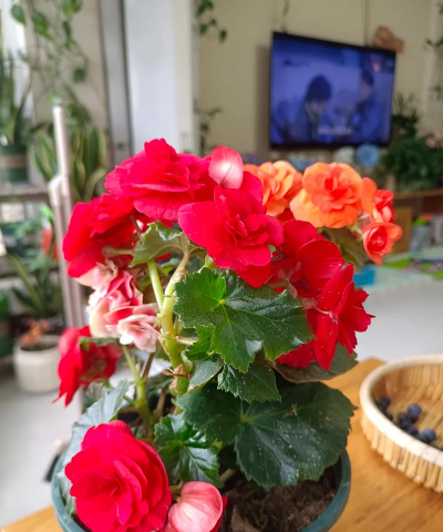 养花看花,享受生活乐趣,提升居家幸福感 养花看花,享受生活乐趣,提升居家幸福感