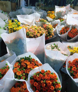 贵阳花卉市场,品种丰富多样,价格实惠亲民 贵阳花卉市场,品种丰富多样,价格实惠亲民