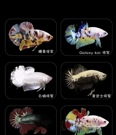 养殖品种,选对方向,避开常见误区 养殖品种,选对方向,避开常见误区