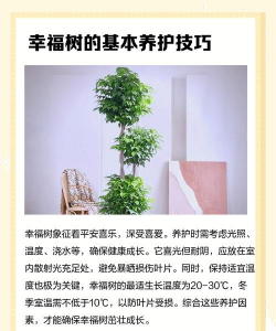 养花效益,提升生活品质,增加额外收入 养花效益,提升生活品质,增加额外收入