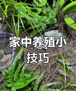 家庭养殖,新手入门,轻松上手 家庭养殖,新手入门,轻松上手