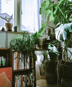 书房养花,提升环境氛围,带来自然生机 书房养花,提升环境氛围,带来自然生机