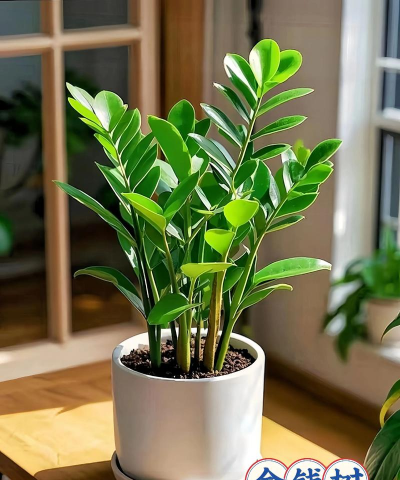 养殖植物,新手入门,轻松上手 养殖植物,新手入门,轻松上手