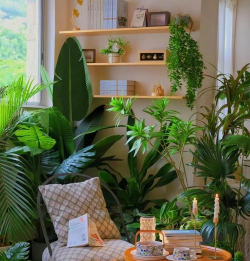 书房养花,提升阅读氛围,增添生活情趣 书房养花,提升阅读氛围,增添生活情趣