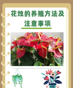 养花 黑矾,正确使用方法,避免常见误区 养花 黑矾,正确使用方法,避免常见误区